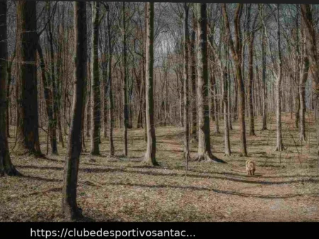 Montemiletto: Um Cão Assassinado e a Reação que a Comunidade Deve Dar