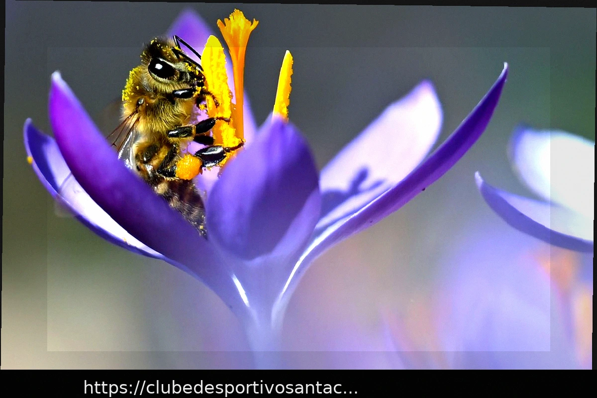 Preview Clima de Primavera: Sol, Flores e Noites Frias